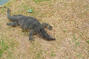 Water lizard in Lumpini Park in Bangkok. Lizard in Lumpini park. Varanus salvator. Monitor lizard. photo