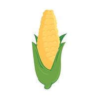 mazorca de maíz madura con hojas, en fondo blanco vector