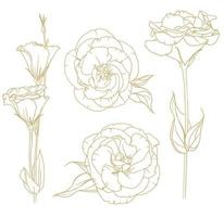 vector set of golden outlines of eustoma isolated on white background