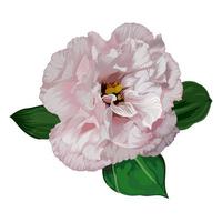 hand drawn realistic pink eustoma with green leaves isolated on white background, botanical vector illustration