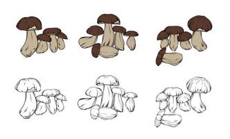 conjunto vectorial de boletus, dibujado en contorno negro con relleno de color. composiciones de primer plano con setas boletus hechas en color y líneas de contorno monocromáticas. ilustración botánica vectorial vector