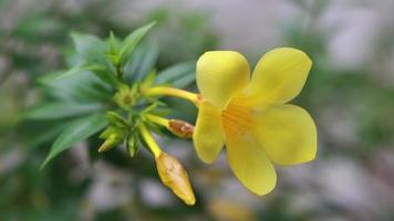 video de primer plano de flor amarilla floreciente