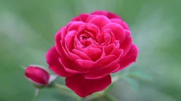 mooi rood roos bloem Aan natuurlijk achtergrond - langzaam beweging lezen roos video