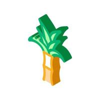 Sugar Cane Plant isometric icon vector illustration