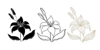 Lilly hand drawn flower set for design vector