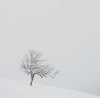 An abundant snowfall in the Romanian Carpathians in the village of Sirnea, Brasov. Real winter with snow in the country photo