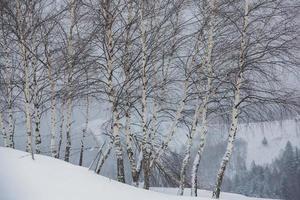 An abundant snowfall in the Romanian Carpathians in the village of Sirnea, Brasov. Real winter with snow in the country photo