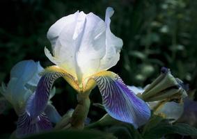 Close up iris flower illuminated by sunlight concept photo