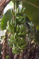 Fresh Taste of Banana stock Photo In Bangladesh