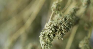 Handheld Close up shot, Ripe blooming female marijuana flower and leafs growing in grow tent, Ready to be harvested moving with the wind. Shallow depth of field and blurred background. video