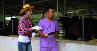 Söt jordbruks nötkreatur jordbrukare gående med ung veterinär man innehav läsplatta och digital penna i hand, de är talande handla om höjning nötkött nötkreatur för Bra kött kvalitet video