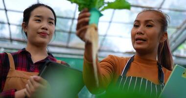 metraggio di giovane asiatico ragazze contadino Lavorando con tavoletta mentre controllo fresco verde quercia lattuga insalata, biologico idroponica verdura nel asilo azienda agricola. attività commerciale e biologico idroponica verdura concetto. video