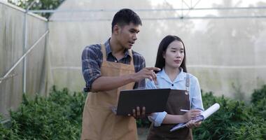 handheld bijhouden schot, knap Mens Holding laptop computer uitleggen marihuana teelt naar jong vrouw, ze houdt tablet in hand- terwijl luisteren naar hem, ze zijn wandelen in fabriek toenemen tent video