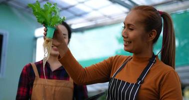 Aufnahmen von jungen asiatischen Bauernmädchen, die mit Tablets arbeiten, während sie frischen Salat aus grüner Eiche, Bio-Hydrokulturgemüse in der Baumschule prüfen. Geschäfts- und Bio-Hydrokultur-Gemüsekonzept. video