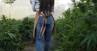 tiro de rastreamento portátil, costas de uma jovem tocando e escrevendo no relatório enquanto caminha para verificar a integridade das folhas verdes e flores de maconha ou plantas de cannabis em uma barraca de cultivo