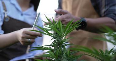 Handheld close up shot, Hand of man holding scissor during explaining marijuana cultivation to young woman, she holds paper report in hand while listening to him in plant grow tent