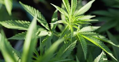 Handheld panning Close up shot, cannabis or Marijuana leave moving with the wind and sunlight, Shallow depth of field and blurred background. video