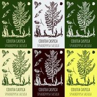 Set of vector drawings COLUTEA CASPICA  in different colors. Hand drawn illustration. Latin name SPHAEROPHYSA SALSULA.