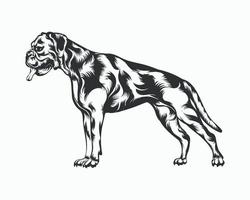 Boxer Dog Vector illustration, Boxer Dog Vector on White Background