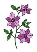 Purple clematis flower vector illustration hand drawn in sketch style