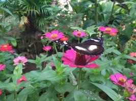 I took a picture of a butterfly perched on a flower in a flower garden. The butterfly pattern looks very pretty photo