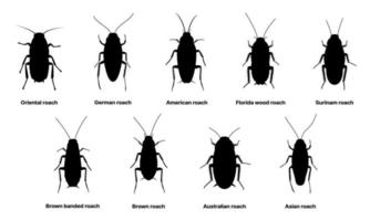 Cockroach silhouette, insect roach and bug species vector