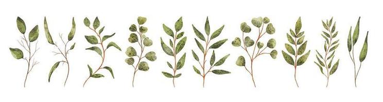 elementos de diseño vectorial conjunto de colección de follaje de arte verde helecho verde hojas naturales hierbas en estilo acuarela. vector