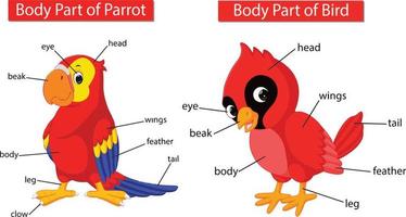 body part red cardinal bird and parrot