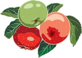 composition of stylized red and green apples with leaves on a transparent background vector