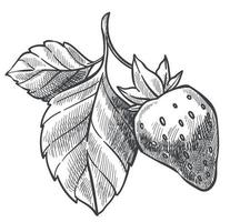 planta de fresa con bosquejo de bayas y hojas maduras vector