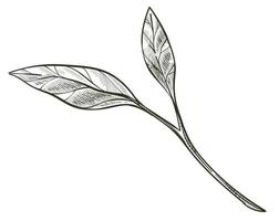 Branch with leaves, foliage on twig monochrome vector