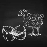 Chicken egg. Hand drawing. Vector illustration in a modern style. Line. Sketch on a chalk board. For your design.