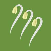 Fresh bean sprouts vector illustration for graphic design and decorative element