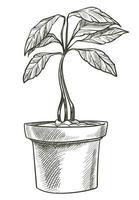 Avocado tree vegetable growing in pot, veggie vector