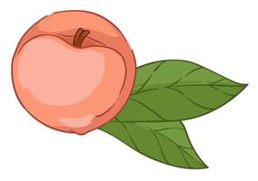 Ripe peach fruit with leaf, organic product vector
