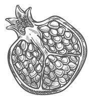 Pomegranate cut half with seeds monochrome sketch vector