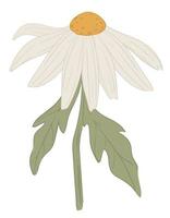 Camomile flower with petals, daisy or wildflower vector