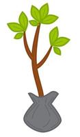 plántula con follaje, vector de planta de primavera de árbol en crecimiento