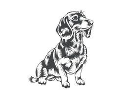 Ilustración de vector de raza de perro salchicha, vector de perro salchicha sobre fondo blanco para camiseta, logotipo y otros