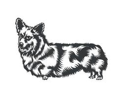 cardigan corgi perro vector ilustración silueta para camiseta, logotipo, insignias sobre fondo blanco