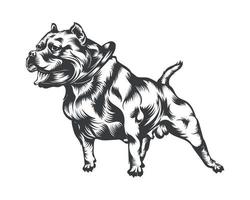 ilustración vectorial de raza de perro pitbull, vector de perro pitbull sobre fondo blanco para camiseta, logotipo y otros
