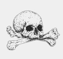 Skull and Crossbones Realistic Drawing Illustration vector