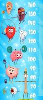 Kids height chart ruler cartoon human organs sport vector