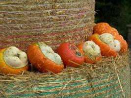 calabazas en alemania foto