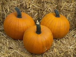 calabazas en alemania foto