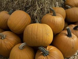 calabazas en alemania foto