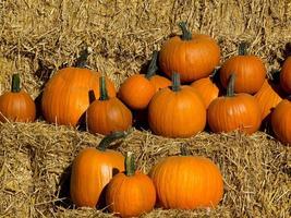 pumpkins in germany photo