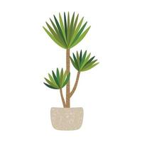Yucca plant in pot, home tree. vector