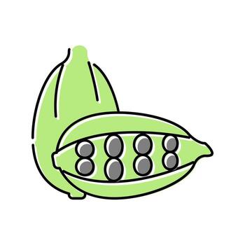 cardamom aromatherapy color icon vector isolated illustration