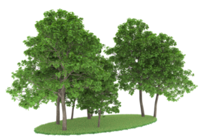 Realistic forest isolated on transparent background. 3d rendering - illustration png